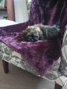 Shih Tzu Pom puppy - Photo 9