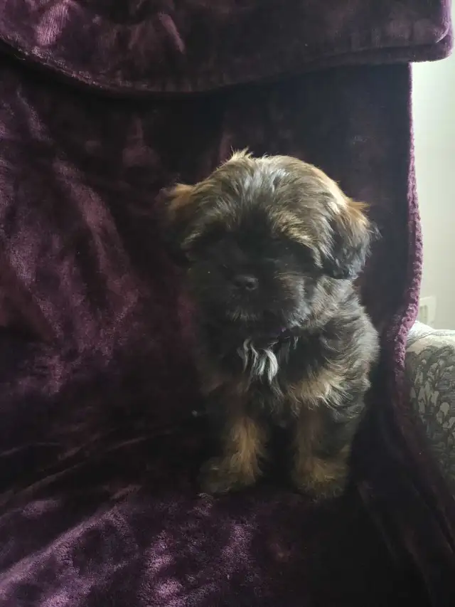 Shih Tzu Pom puppy - Photo 10