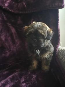 Shih Tzu Pom puppy - Photo 10