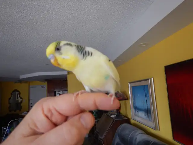 2.5 YEAR OLD  MALE BUDGIE  FOR SALE
