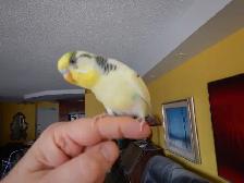 2.5 YEAR OLD  MALE BUDGIE  FOR SALE