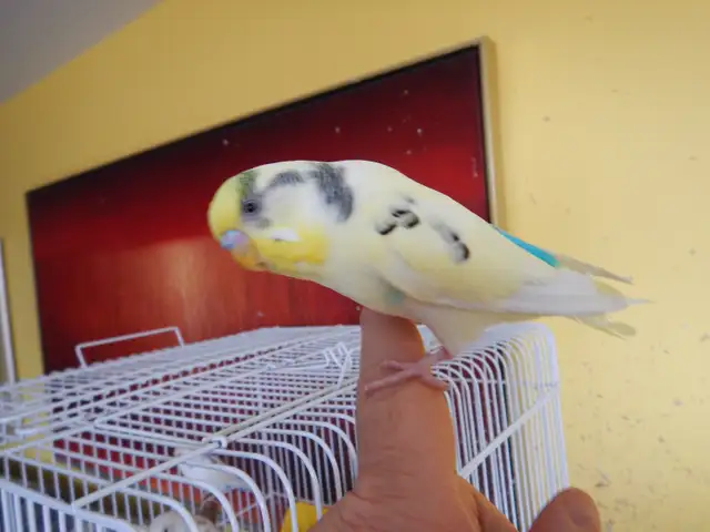 2.5 YEAR OLD  MALE BUDGIE  FOR SALE - Photo 2