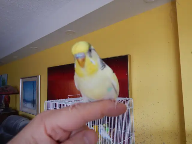 2.5 YEAR OLD  MALE BUDGIE  FOR SALE - Photo 3