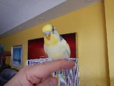 2.5 YEAR OLD  MALE BUDGIE  FOR SALE - Photo 3