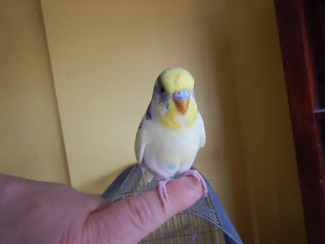 2.5 YEAR OLD  MALE BUDGIE  FOR SALE - Photo 4