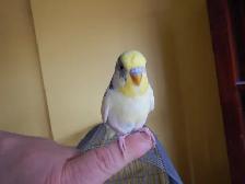 2.5 YEAR OLD  MALE BUDGIE  FOR SALE - Photo 4