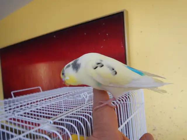 2.5 YEAR OLD  MALE BUDGIE  FOR SALE - Photo 5