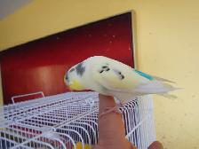 2.5 YEAR OLD  MALE BUDGIE  FOR SALE - Photo 5