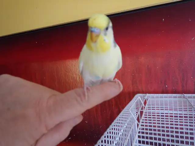 2.5 YEAR OLD  MALE BUDGIE  FOR SALE - Photo 6