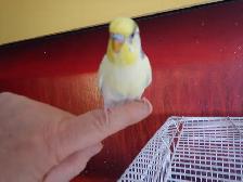 2.5 YEAR OLD  MALE BUDGIE  FOR SALE - Photo 6