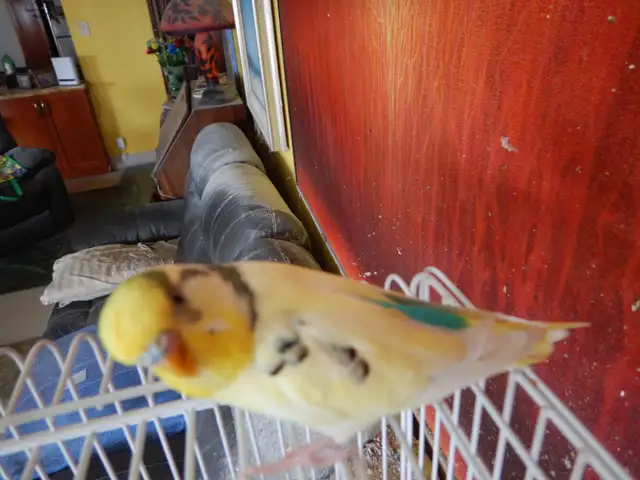 2.5 YEAR OLD  MALE BUDGIE  FOR SALE - Photo 7