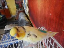 2.5 YEAR OLD  MALE BUDGIE  FOR SALE - Photo 7