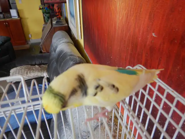 2.5 YEAR OLD  MALE BUDGIE  FOR SALE - Photo 8