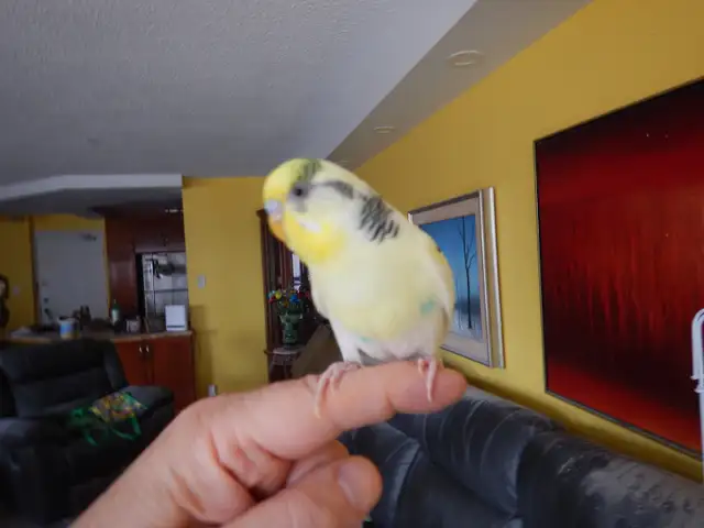 2.5 YEAR OLD  MALE BUDGIE  FOR SALE - Photo 9