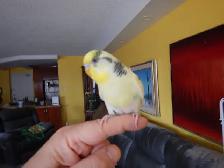 2.5 YEAR OLD  MALE BUDGIE  FOR SALE - Photo 9