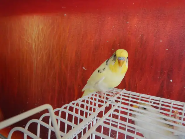 2.5 YEAR OLD  MALE BUDGIE  FOR SALE - Photo 10