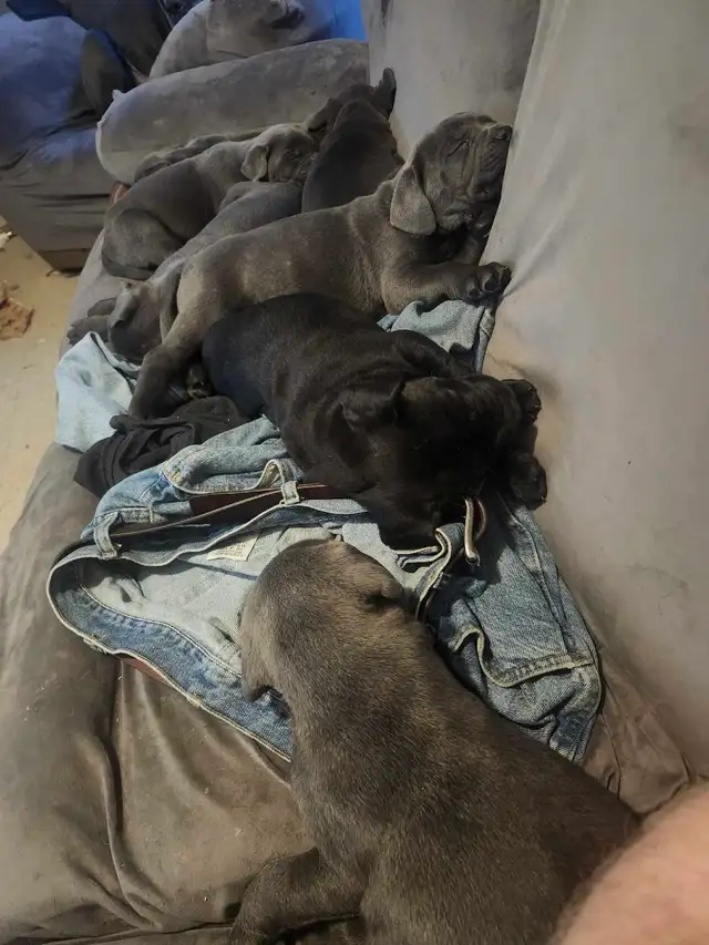 cane corso pups