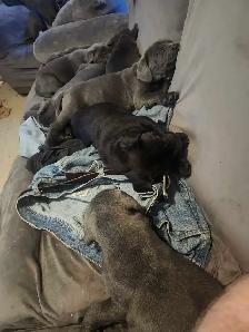 cane corso pups