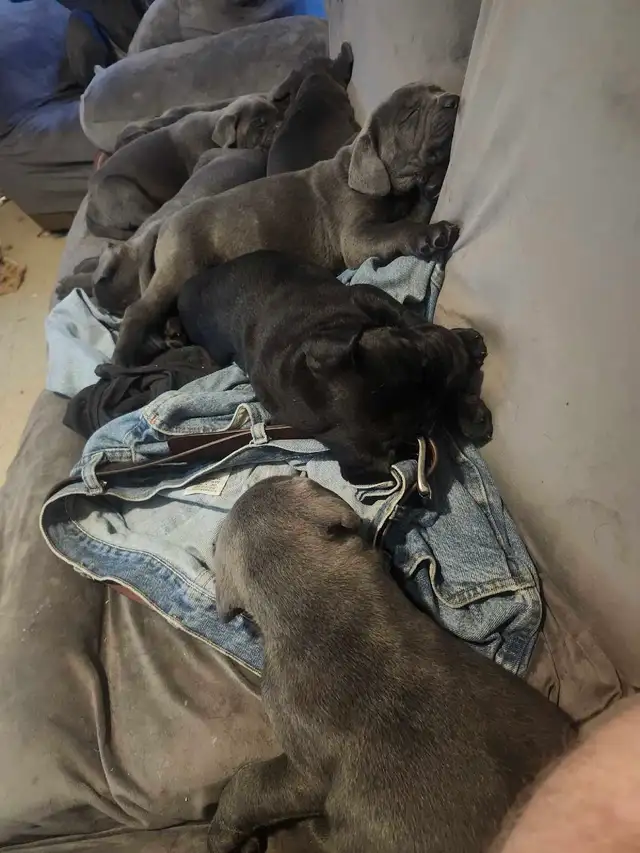 cane corso pups - Photo 2