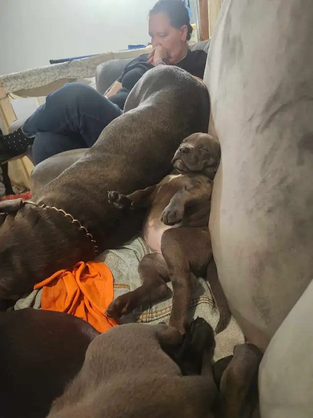 cane corso pups - Photo 3