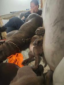 cane corso pups - Photo 3