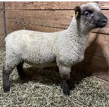 Sheep Ram Lambs for sale
