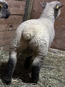 Sheep Ram Lambs for sale - Photo 3