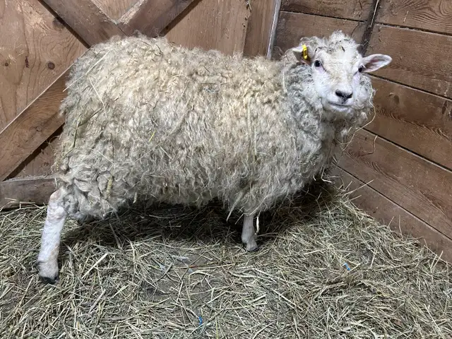 Sheep.  Shetland ewe for sale.