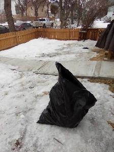 Yard and garden clean up