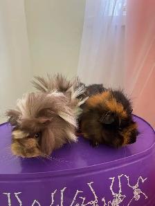 "Adorable Peruvian Guinea Pigs for Sale!