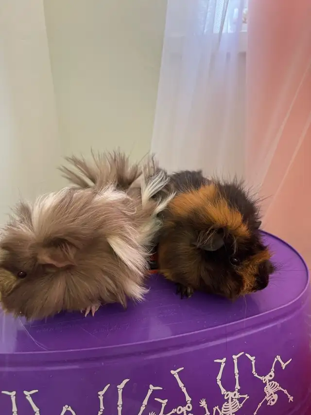 "Adorable Peruvian Guinea Pigs for Sale! - Photo 2