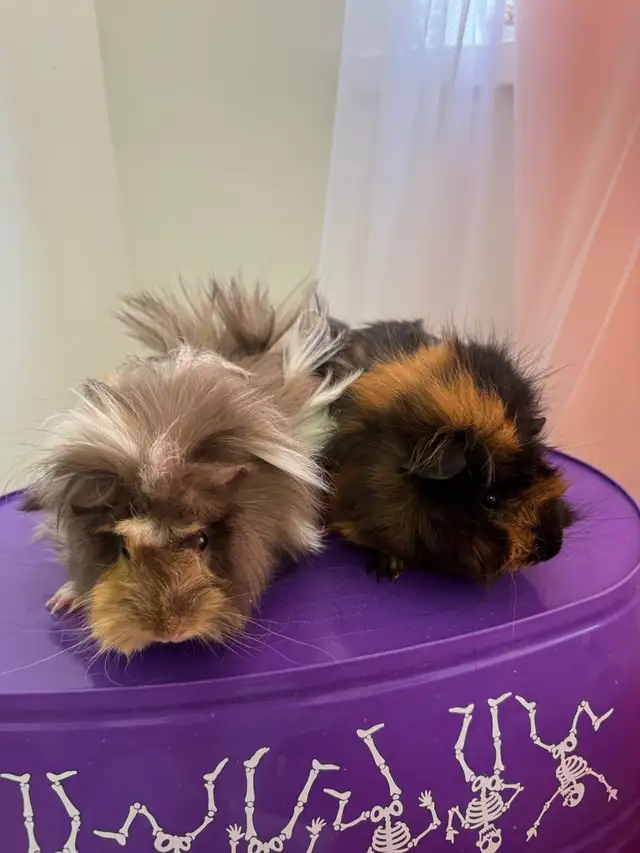 "Adorable Peruvian Guinea Pigs for Sale! - Photo 3