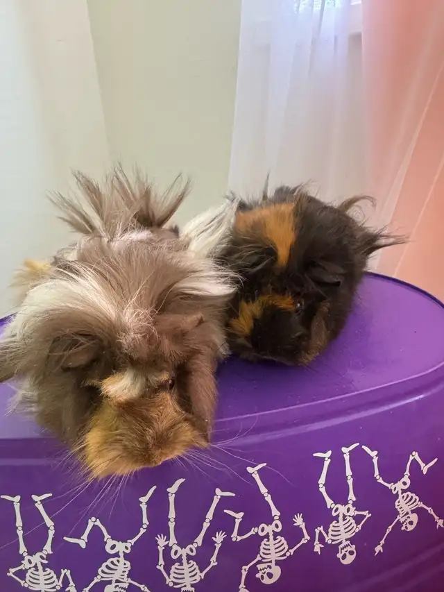 "Adorable Peruvian Guinea Pigs for Sale! - Photo 4