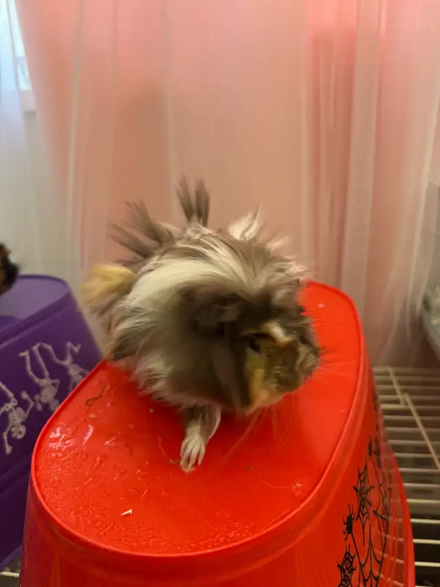 "Adorable Peruvian Guinea Pigs for Sale! - Photo 5