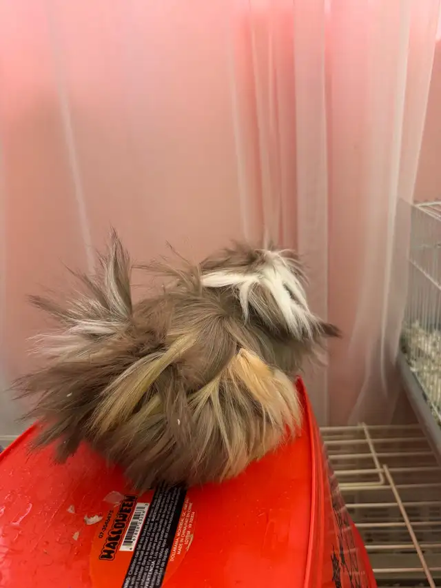 "Adorable Peruvian Guinea Pigs for Sale! - Photo 6