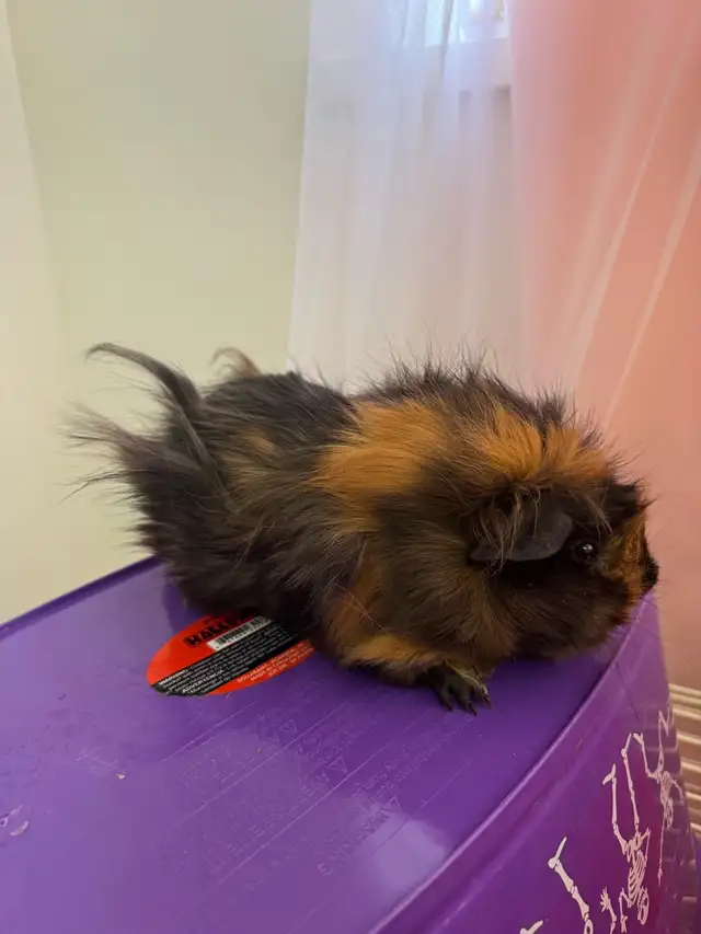 "Adorable Peruvian Guinea Pigs for Sale! - Photo 7