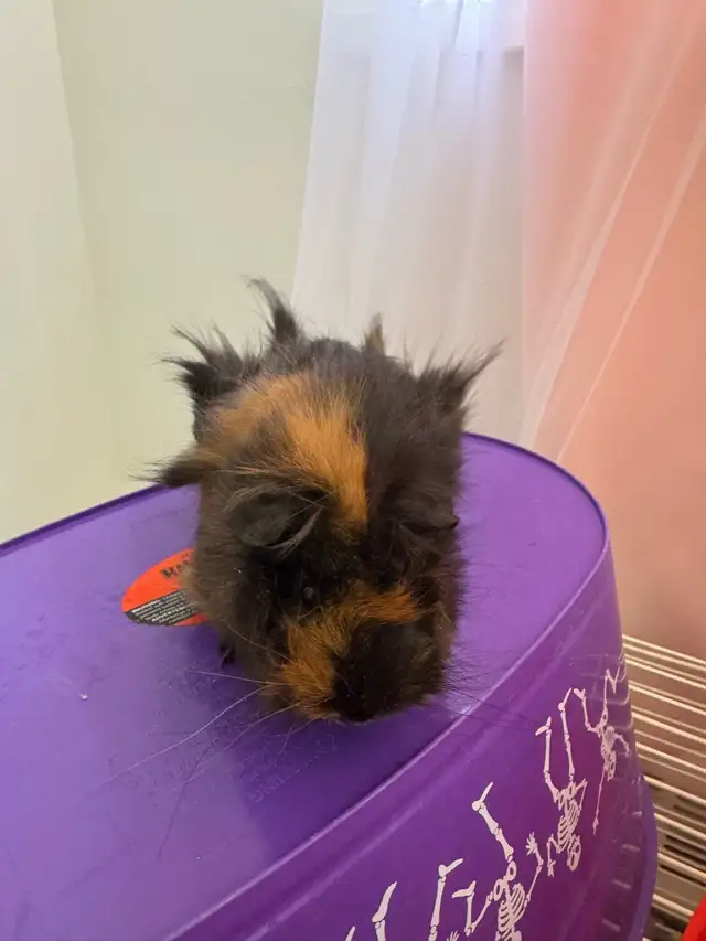 "Adorable Peruvian Guinea Pigs for Sale! - Photo 8
