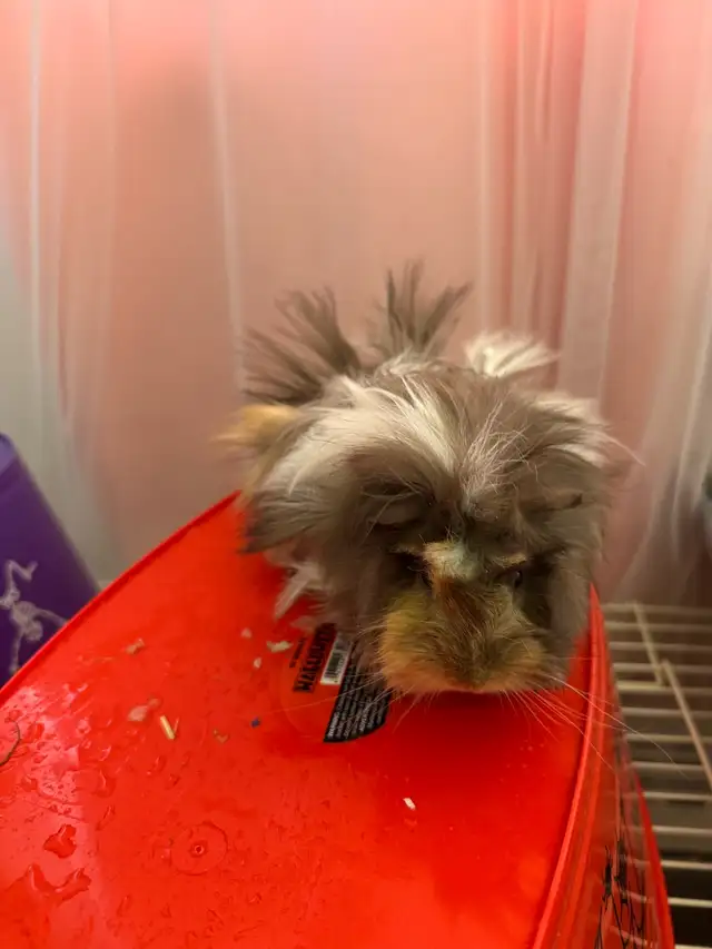 "Adorable Peruvian Guinea Pigs for Sale! - Photo 9