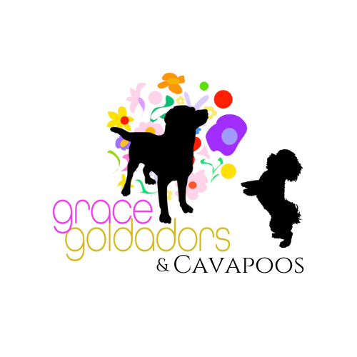 Grace Goldadors and Cavapoos! - Health Tested UPCOMING Litters - Photo 2