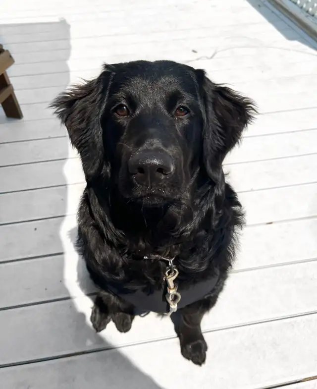 Grace Goldadors and Cavapoos! - Health Tested UPCOMING Litters - Photo 3