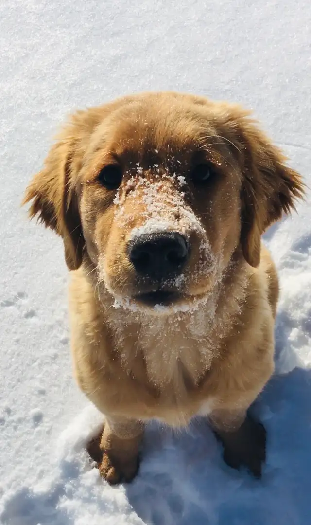 Grace Goldadors and Cavapoos! - Health Tested UPCOMING Litters - Photo 4