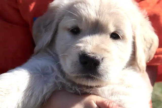 Grace Goldadors and Cavapoos! - Health Tested UPCOMING Litters - Photo 5