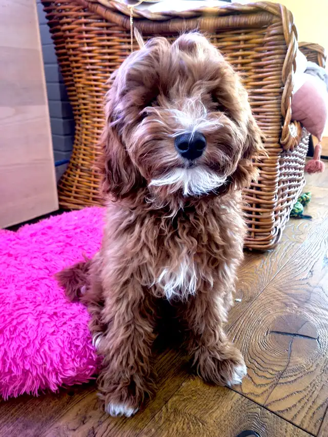 Grace Goldadors and Cavapoos! - Health Tested UPCOMING Litters - Photo 6