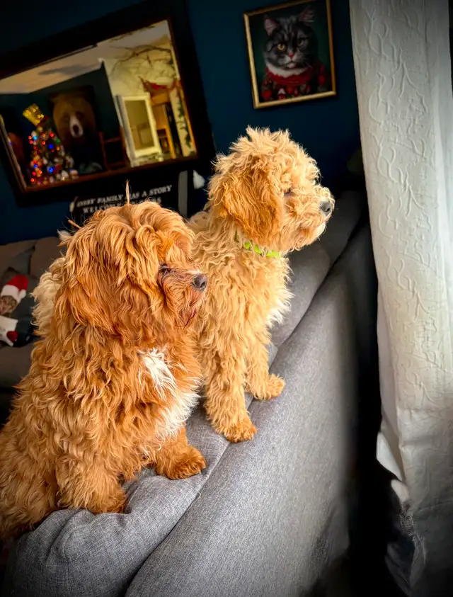 Grace Goldadors and Cavapoos! - Health Tested UPCOMING Litters - Photo 7