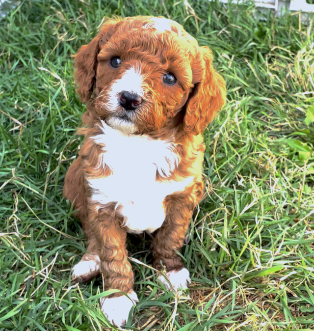 Grace Goldadors and Cavapoos! - Health Tested UPCOMING Litters - Photo 8