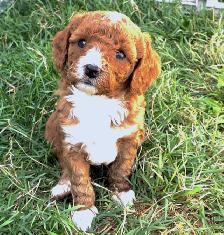 Grace Goldadors and Cavapoos! - Health Tested UPCOMING Litters - Photo 8