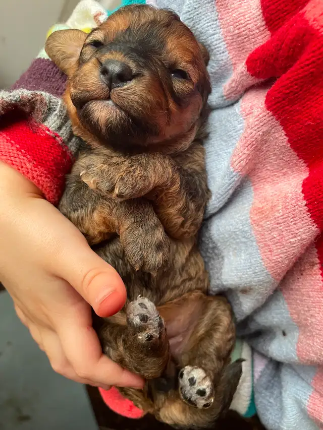 Grace Goldadors and Cavapoos! - Health Tested UPCOMING Litters - Photo 9