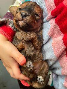 Grace Goldadors and Cavapoos! - Health Tested UPCOMING Litters - Photo 9