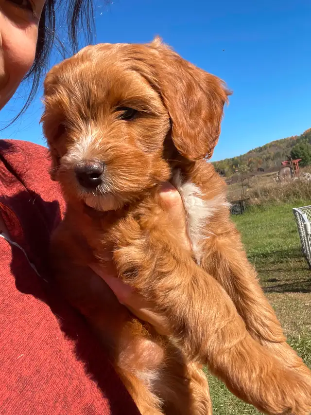 Grace Goldadors and Cavapoos! - Health Tested UPCOMING Litters - Photo 10