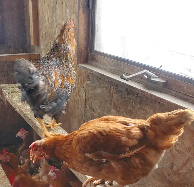 RED CHICKENS FOR SALE DESI CHICKEN WATANI - Photo 2